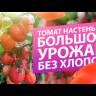 Томат Настенька (Семена Алтая) в Орле
